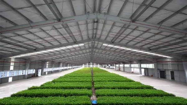 Large open-sided agricultural building